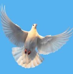 white dove of peace flies in the clear sky